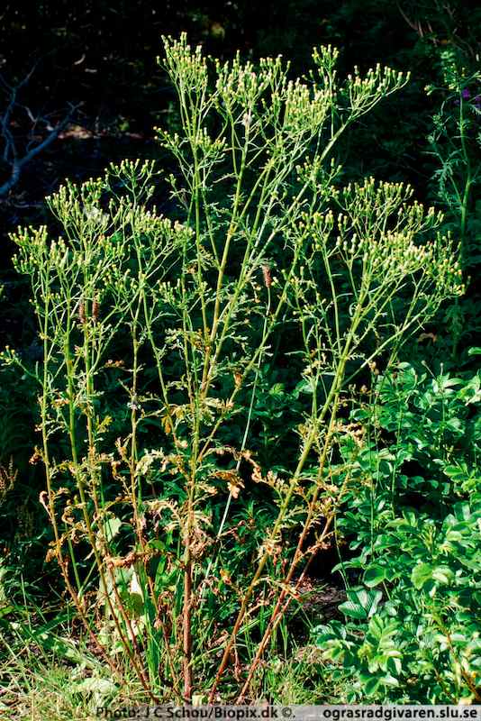 Högväxt luktande planta, stjälk utan körtelhår (ej klibbig), upptill rikt grenig, blad ganska smala.